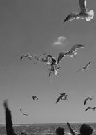 gulls ferry feeding