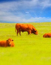 cows cattle grazing